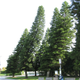 Pinos de Cook en California. Foto: Ecology